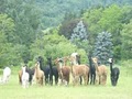 MountainView Alpacas of Ellicottville image 4
