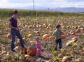 Northern Colorado Corn Maze image 7