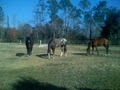 Northshore Riding Club Stables image 2