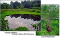 Octoraro Native Plant Nursery image 2