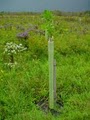 Octoraro Native Plant Nursery image 4