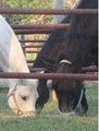 Old Halls Ferry Stables image 2