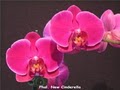 Orchids For You image 10