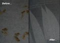 Orlando Stain Lifters - Carpet Cleaning Service image 6
