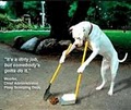 "PET SITTERS" & DOG WALKERS_ Hot Dog On a Leash_: Raleigh, NC. 27609: image 9