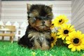 PUPPY LAND - Yorkie & Maltese Breeders & GROOMING image 2