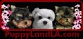 PUPPY LAND - Yorkie & Maltese Breeders & GROOMING logo