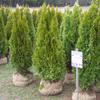 Pell Farms Nursery: Retail/Wholesale Nursery Trees Connecticut and Massachusetts image 2