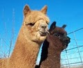 Phantom Canyon Alpacas and the Alpaca Yarn & Gift Shop image 3