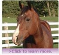 Plum Grove Equestrian Center image 4