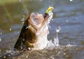 Possum Kingdom Fishing Guide image 1