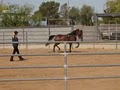 Red Mountain Horse Stables, Training and Reproduction image 7