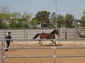 Red Mountain Horse Stables, Training and Reproduction image 9