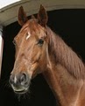 Red Mountain Horse Stables, Training and Reproduction image 1