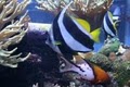 Reef Keepers Aquarium - Saltwater Fish & Coral image 2