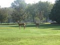 Reid Municipal Golf Course image 5