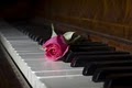 Rose Piano & Moving Inc image 1