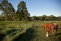 Rosebud Ranch Horse Stables - Office image 4
