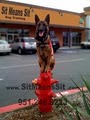 SIT MEANS SIT Dog Training Temecula image 6