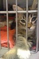 SPCA of Northern Nevada image 2