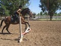 S.T.A.R.S. of Horsemanship image 3