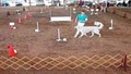 Sandia Dog Obedience Club Inc image 2
