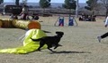 Sandia Dog Obedience Club Inc image 3