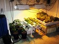 Santee Hydroponics image 6