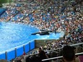 SeaWorld image 2