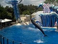 SeaWorld image 7