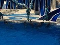 SeaWorld image 8