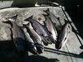 Seattle Fishing Charters image 4