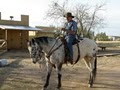 Semper Fi Ranch, LLC  Horse Training  Florence, AZ logo
