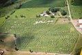 Shafer Corn Maze image 2