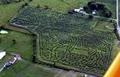 Shafer Corn Maze image 1