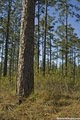 Solon Dixon Forestry Education Center image 8