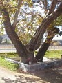 Sorrento Valley Pet Cemetery image 3
