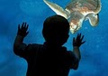 South Carolina Aquarium image 6