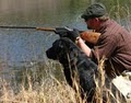 South Carolina Webfoot Retrievers Retriever Training kennel, Bird Dog Training image 3