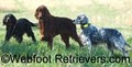 South Carolina Webfoot Retrievers Retriever Training kennel, Bird Dog Training image 9