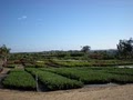 South Coast Growers, LLC image 5