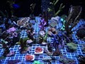 TROPICAL LAGOON AQUARIUM image 3