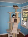 The Best Little Cat House in L.A. image 4
