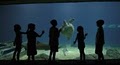 The Florida Aquarium image 2