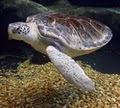 The Florida Aquarium image 4