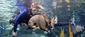 The Florida Aquarium image 9
