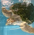 The Georgia Sea Turtle Center image 2