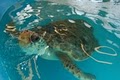 The Georgia Sea Turtle Center image 5
