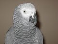 The Pampered Parrot image 5