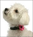 The Reign of Cats and Dogs Pet Boutique image 1